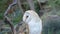 Barn owl at branch close up