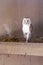 Barn owl in a cage. Keeping birds of prey in captivity.