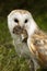 Barn Owl captures a field mouse