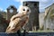 Barn owl at castle