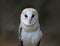 Barn Owl Close-Up