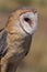 Barn Owl closeup