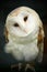 Barn owl closeup of face