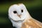 Barn Owl or Common Barn Owl