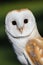 Barn Owl or Common Barn Owl