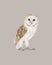 Barn owl creative painting. Realistic drawing of a white owl. Isolated drawing of a wild owl in full size.