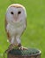 Barn OWL with dark eyes many perched on a pedestal