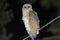 Barn owl, Daudpur, Egra, Purba Medinipur