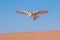 Barn owl during a desert falconry show in Dubai, UAE.