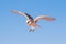 Barn owl during a desert falconry show in Dubai, UAE.