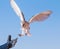 Barn owl during a desert falconry show in Dubai, UAE.