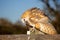 A barn owl eating