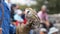 Barn Owl eating standing on a leather gloved hand of a falconry trainer. Scientific name: Tyto alba