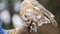 Barn Owl eating standing on a leather gloved hand of a falconry trainer. Scientific name: Tyto alba