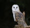 Barn Owl Eye Contact