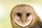 Barn owl face