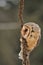 Barn owl face sitting on goldenrod