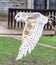 Barn owl in flight