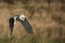 Barn Owl In Flight