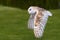 Barn Owl in flight