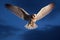 barn owl in flight against a moonlit sky