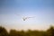 A barn owl in flight at dusk