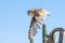 Barn owl in flight after prey