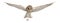 barn owl flying pictures