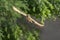 barn owl flying with full span of wings in the air in dark background, owl in flight