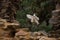 A Barn owl flying in old castle ruins.