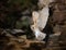 A Barn owl flying in old castle ruins.