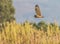 Barn owl flying over the coast