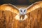 Barn owl flying with wings wide open. Generative AI