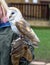 Barn owl on gloved hand