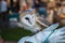 Barn owl on handler`s glove Tyto alba