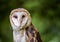 Barn owl with inquisitive face