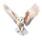 Barn owl isolated on white created with Generative AI