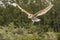 Barn Owl Juvenile