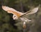 Barn Owl Juvenile