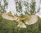 Barn Owl Juvenile