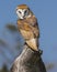 Barn Owl Juvenile