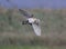 Barn Owl and Kestrel fighting