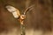 Barn owl landing with spread wings on tree stump at the evening