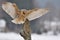 Barn owl landing to spike