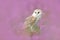 Barn Owl in light pink bloom, clear foreground and background, Czech Republic. Wildlife spring art scene from nature with bird. Ow