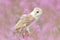 Barn Owl in light pink bloom, clear foreground and background, Great Britain. Wildlife spring art scene from nature with bird.