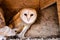 Barn owl lokking at you