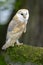 Barn owl on mossy outcrop