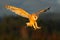 Barn Owl, nice light bird in flight, in the grass, outstretched wins, action wildlife scene from nature, United Kingdom