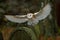 Barn owl with nice wings landing on headstone